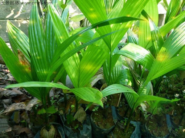 槟榔种子发芽出苗图片