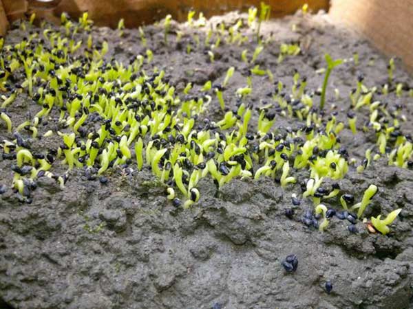 桔子种子发芽出苗图片