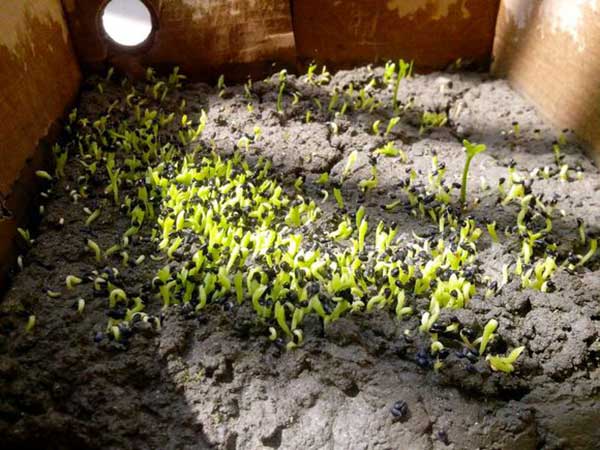 桔子种子发芽出苗图片