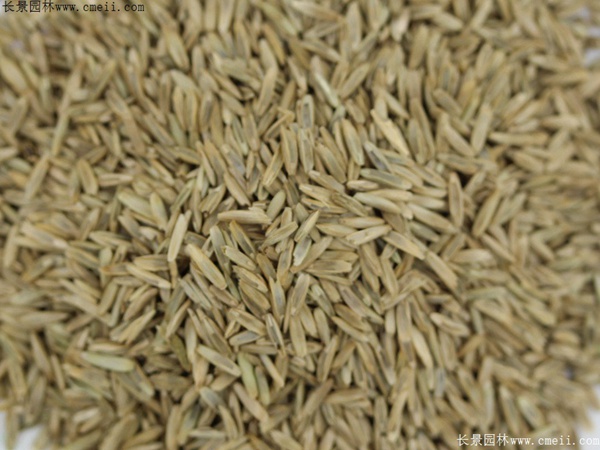 一年生黑麦草种子图片