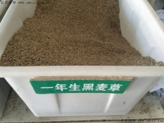一年生黑麦草