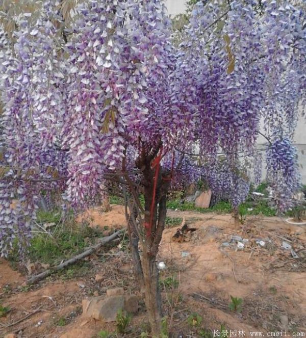 智博足球官网入口1919