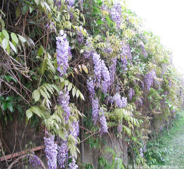 智博足球官网入口1919