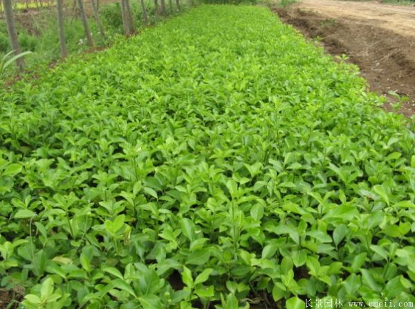 智博足球官网入口1919