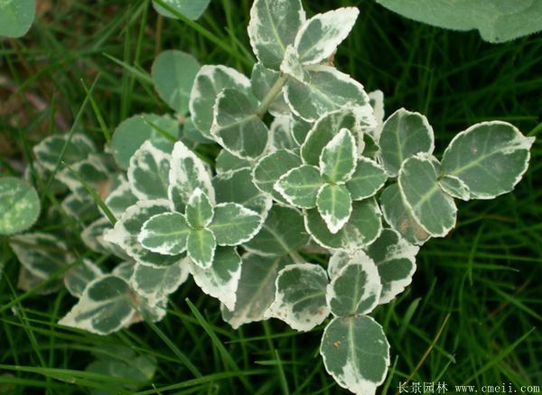 智博足球官网入口1919