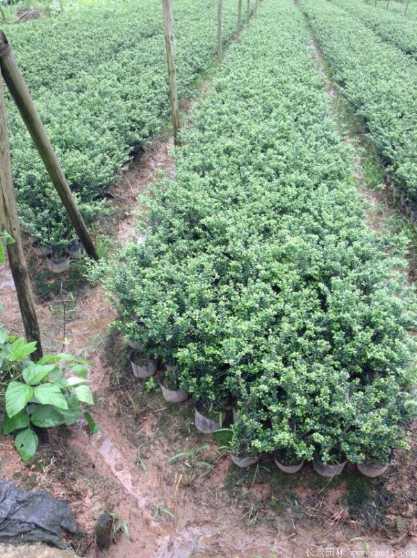 智博足球官网入口1919