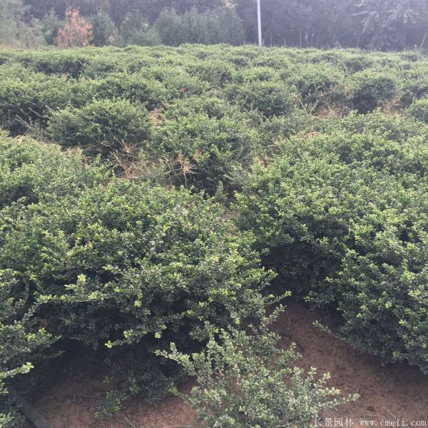 智博足球官网入口1919