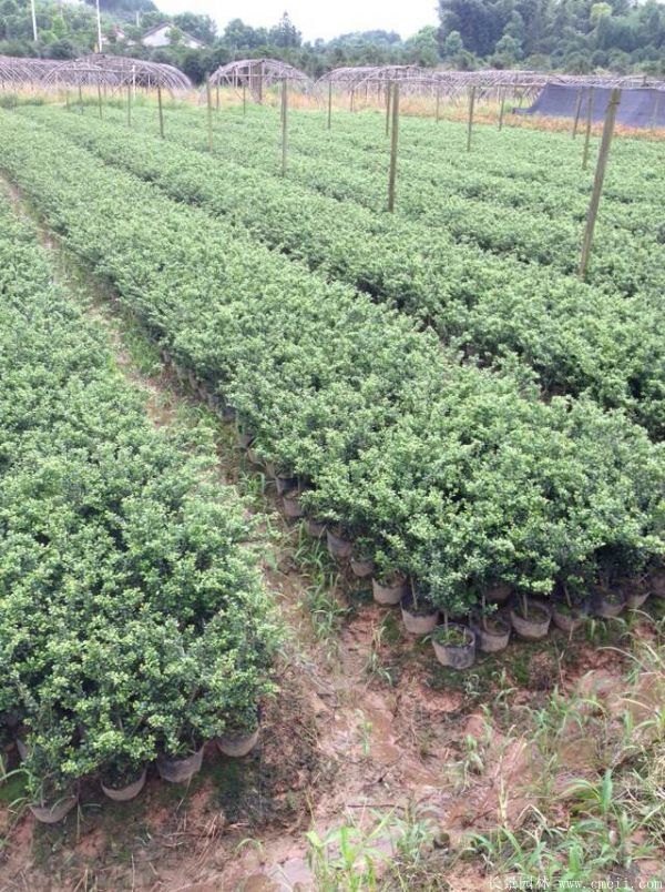 智博足球官网入口1919