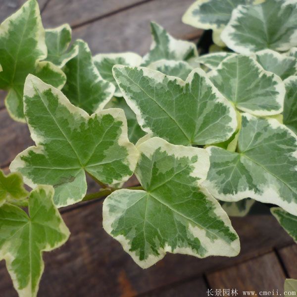 智博足球官网入口1919