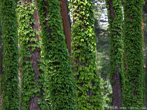 智博足球官网入口1919
