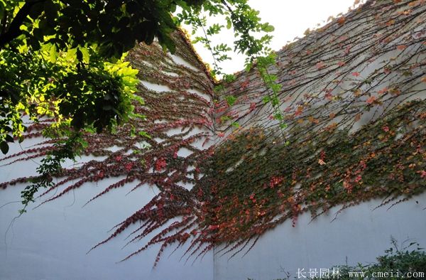 智博足球官网入口1919