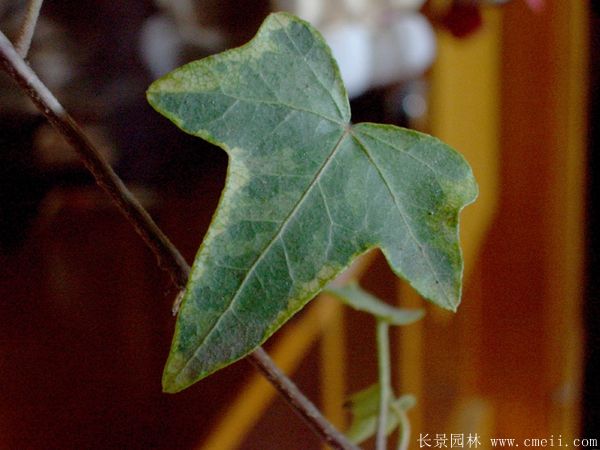 智博足球官网入口1919