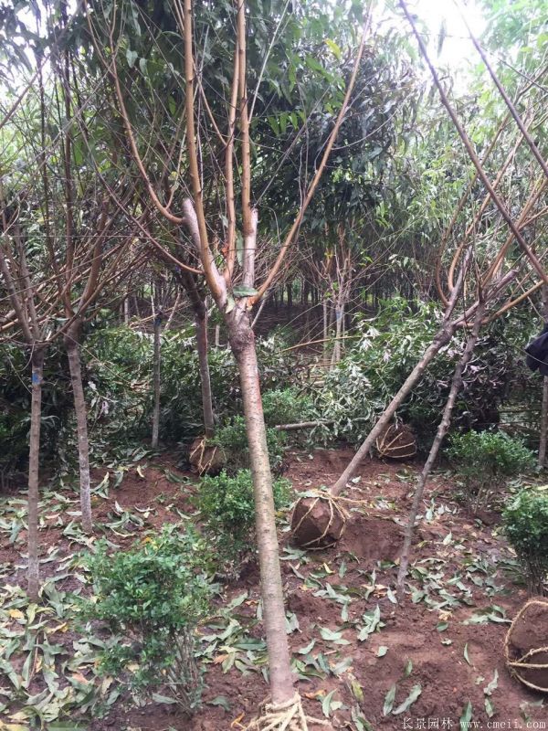 智博足球官网入口1919