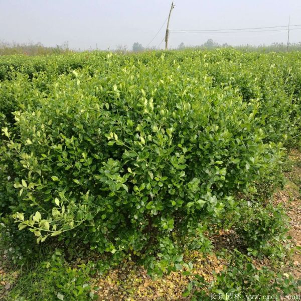 智博足球官网入口1919