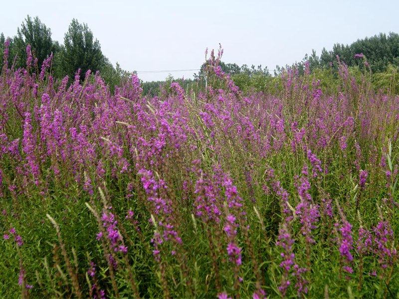 智博足球官网入口1919