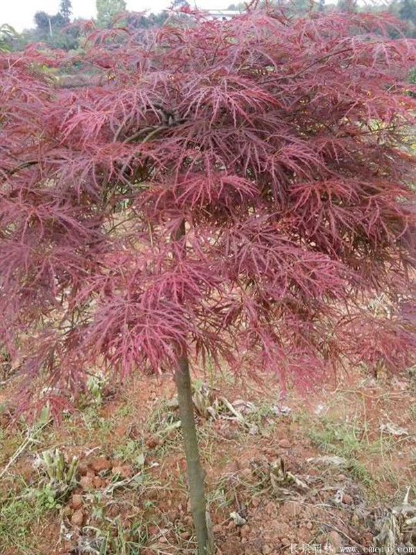 智博足球官网入口1919