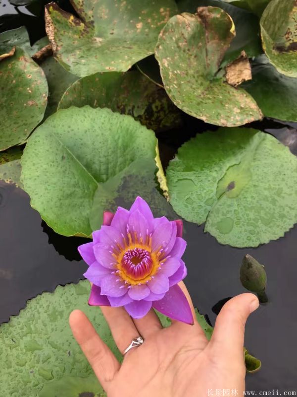 智博足球官网入口1919