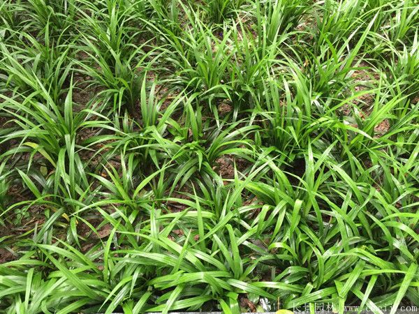 智博足球官网入口1919