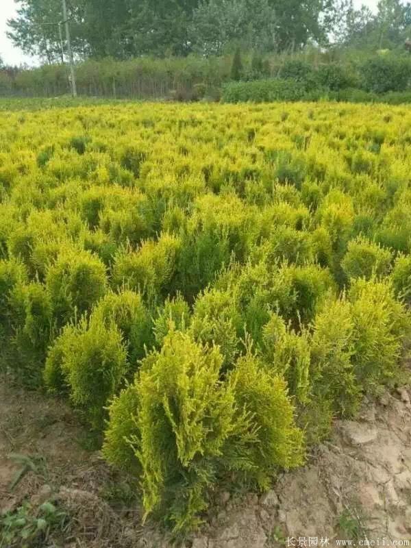 智博足球官网入口1919