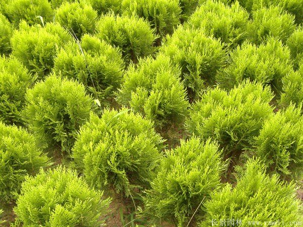 智博足球官网入口1919