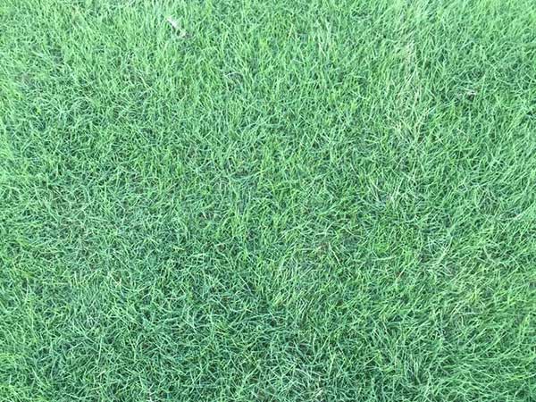 百慕大种子发芽出苗图片