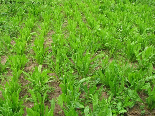 菊苣种子发芽出苗图片