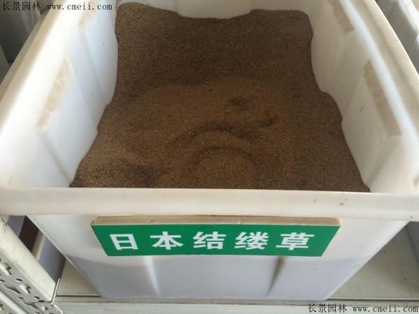 日本结缕草种子图片