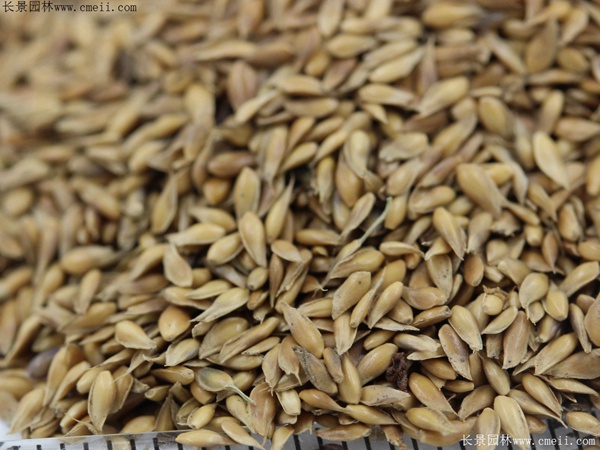 日本结缕草种子图片