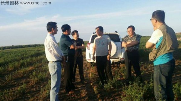 沙打旺种子发芽出苗图片