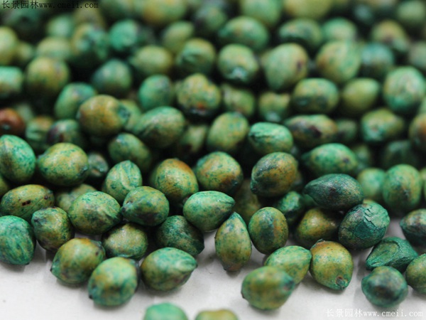 甜高粱种子图片