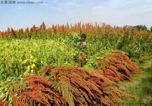 籽粒苋种子基地采收图片