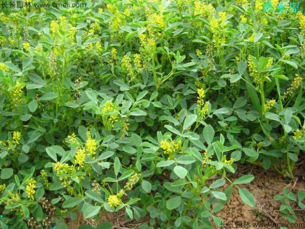 草木犀种子发芽出苗图片