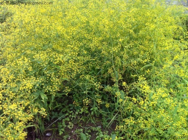 草木犀种子发芽出苗图片
