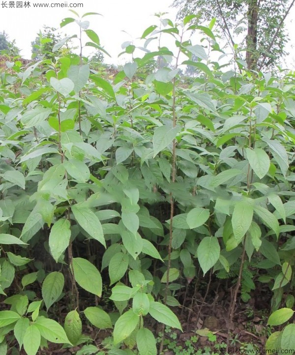 杜仲种子发芽出苗图片