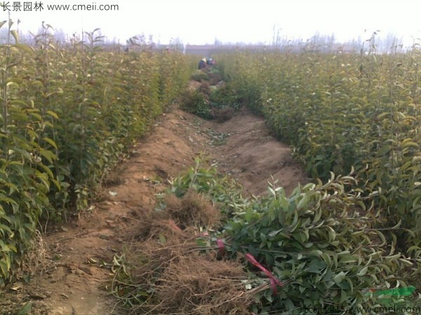 大叶女贞种子发芽出苗图片