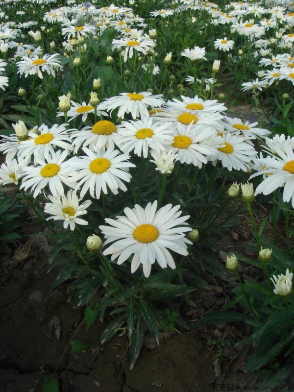 大滨菊种子发芽出苗开花图片