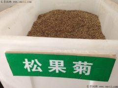 「松果菊种子」最新松果菊种子_价格_图片_种植