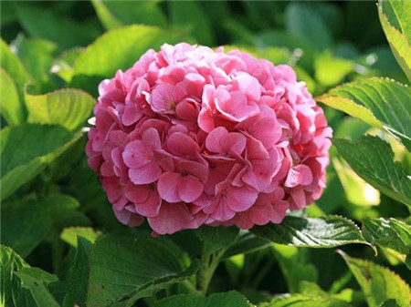 斯特拉特福德绣球