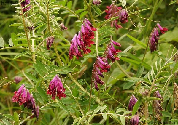 光叶紫花苕种子发芽出苗图片