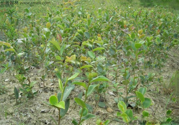 油茶种子发芽出苗图片