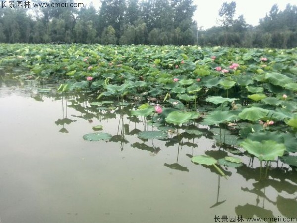 荷花种子发芽出苗图片