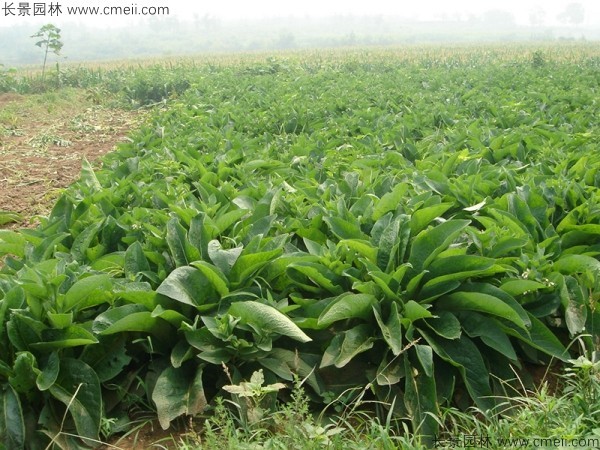 鲁梅克斯种子发芽出苗图片