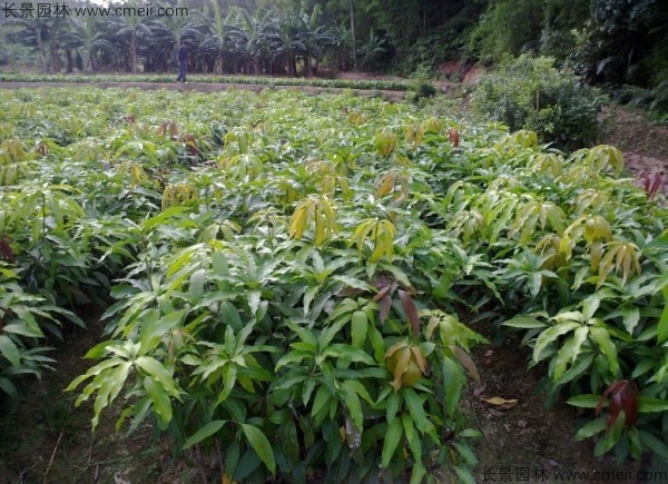 芒果种子发芽出苗图片