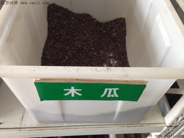 木瓜树种子图片