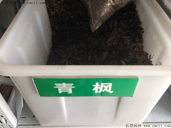青枫种子图片