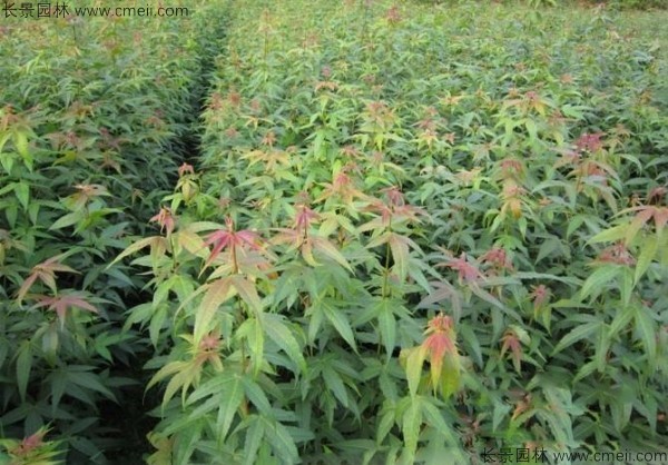 青枫种子发芽出苗图片