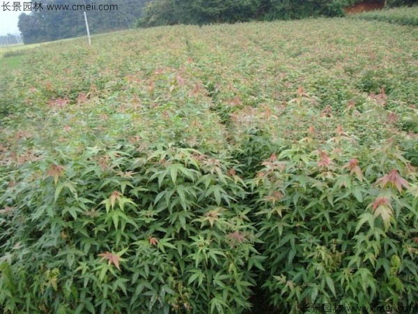 青枫种子发芽出苗图片