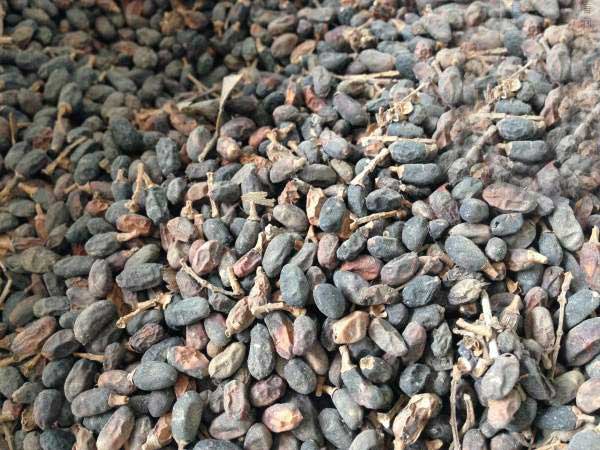 日本女贞种子图片