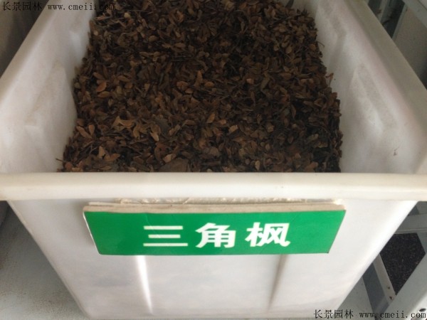 三角枫种子图片