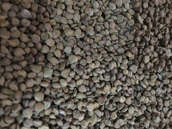 蛇灭门种子图片